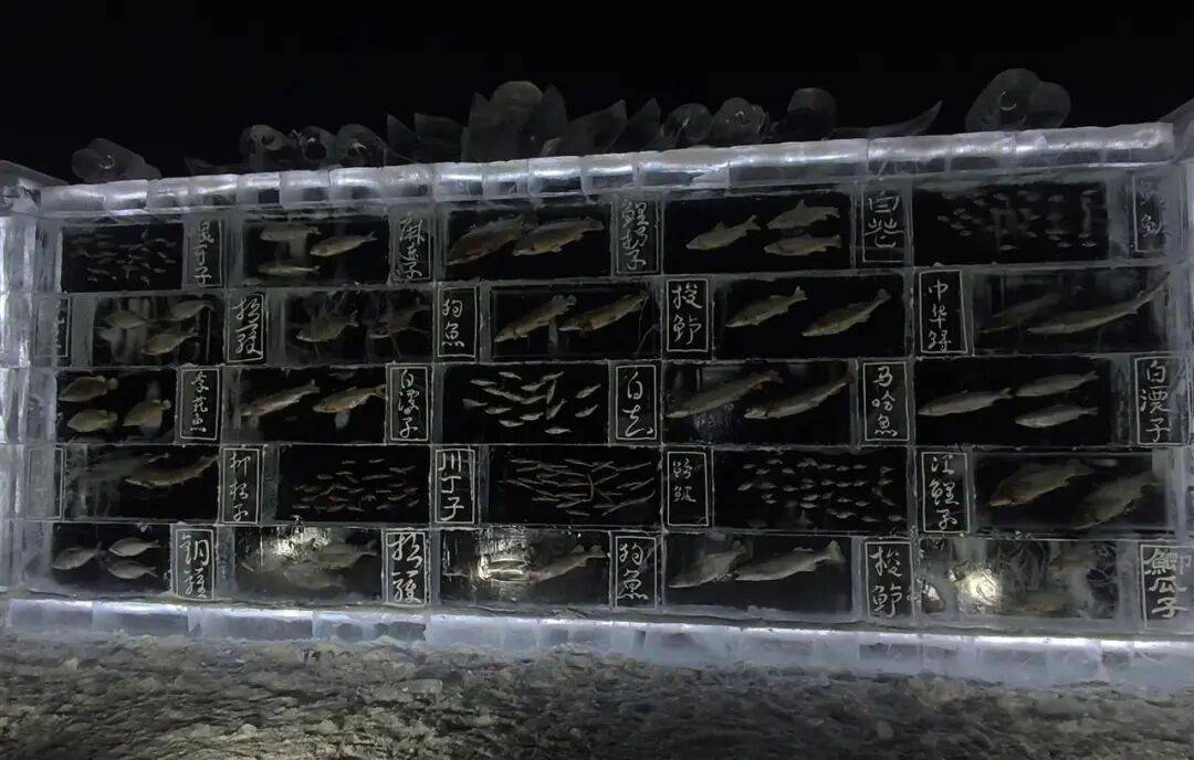 里加vs布拉格斯巴达
_黑龙江三江口景区现3米高“冰封鱼墙”里加vs布拉格斯巴达
,中华鲟等20余种江鱼成“冰琥珀”,去年这些鱼展后还被竞拍