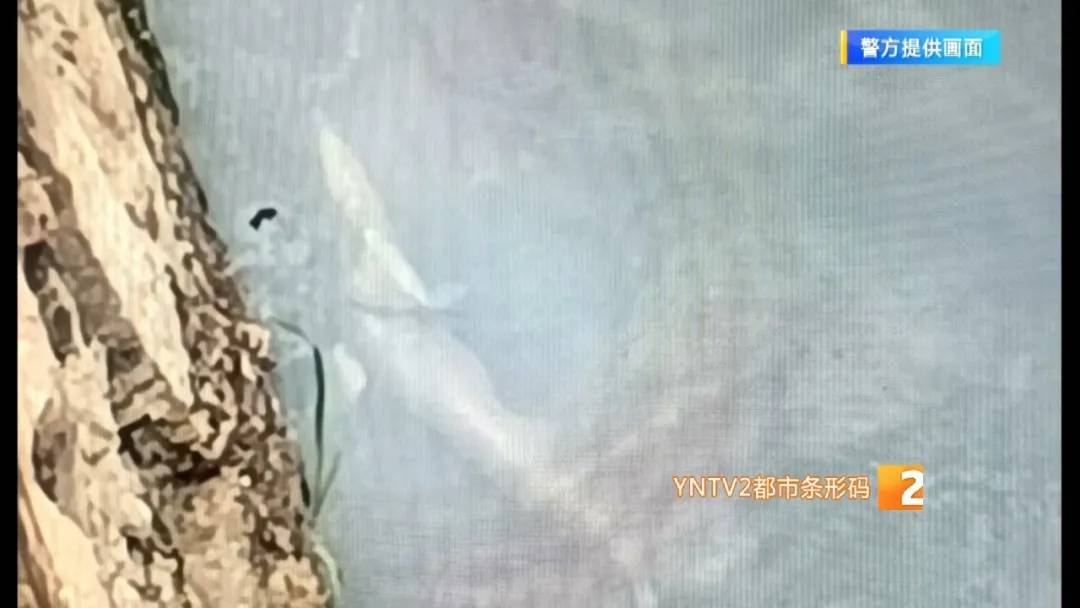 皇冠信用網会员账号
_市民在盘龙江里发现“娃娃鱼”皇冠信用網会员账号
？经确认却是……