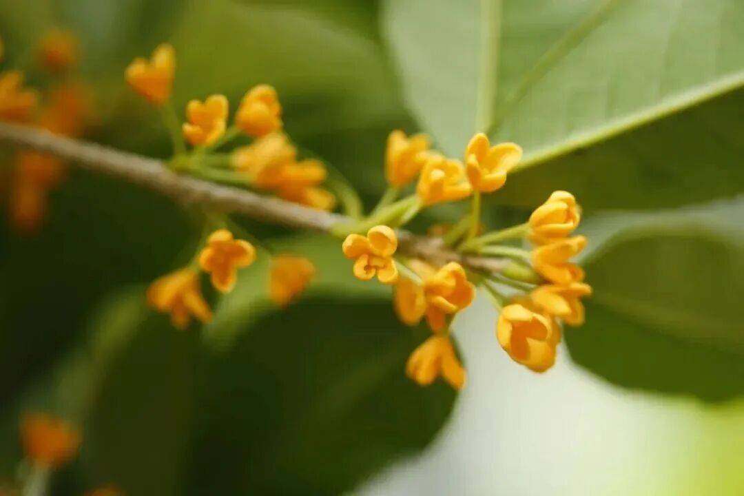 皇冠信用网在线申请_进度达70%!杭州即将进入全盛期皇冠信用网在线申请,别错过!