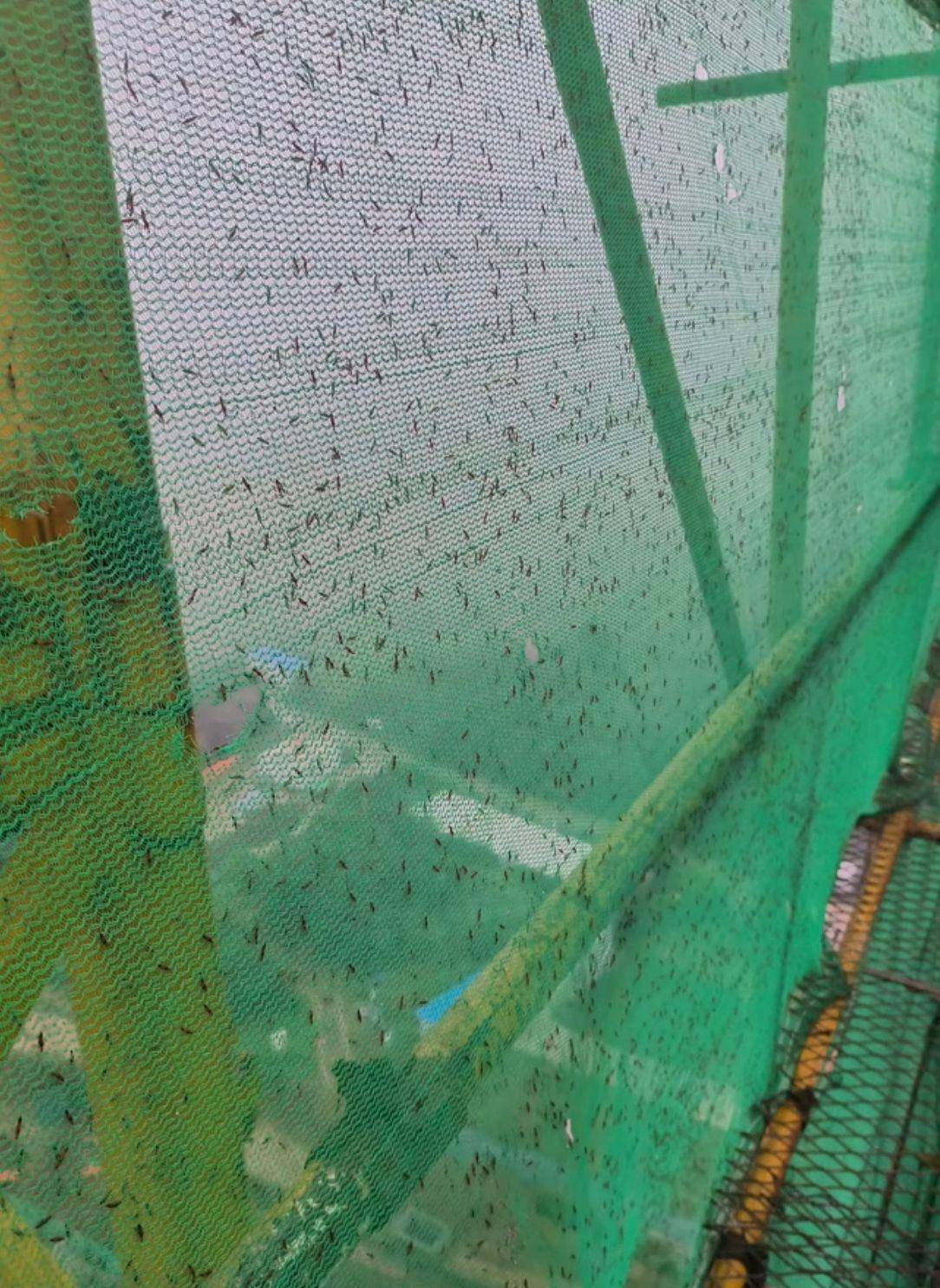 如何代理皇冠信用网_河南多地现“行走的硫酸”:洛阳一工地脚手架密密麻麻全是如何代理皇冠信用网,南阳4岁女童沾上它脖子红肿溃烂20余天未痊愈