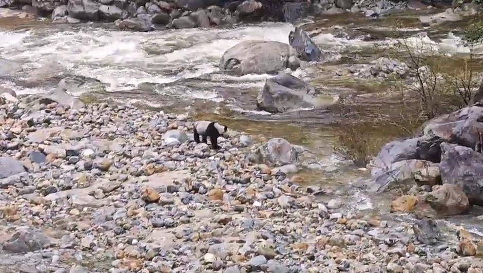 皇冠信用網押金多少_游客在陕西龙吟峡偶遇大熊猫过河皇冠信用網押金多少,景区:系纯野生秦岭大熊猫,今年首次发现