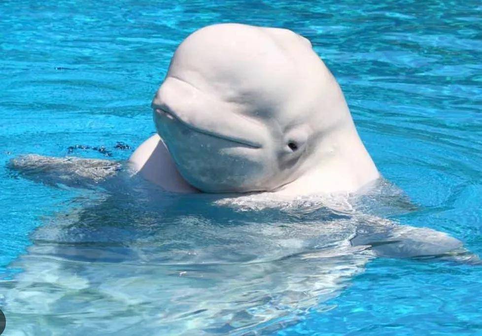 皇冠信用需要押金吗_宁愿全部安乐死皇冠信用需要押金吗,也不给中国?加拿大养不起30头白鲸,中国愿接手,然而...