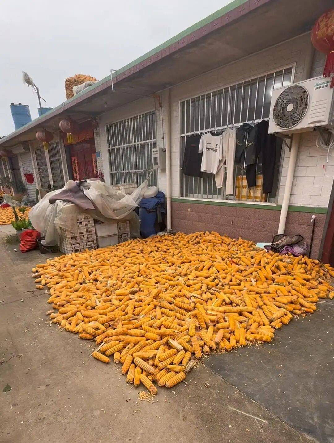 皇冠信用網代理流程_山东一大学生国庆8天假掰了7天半玉米皇冠信用網代理流程,本人称“自己多弯一次腰父母就少吃一点苦”