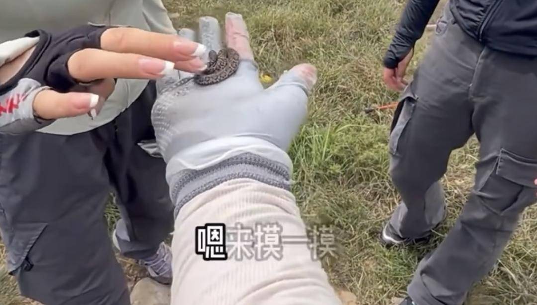 如何申请到皇冠信用網_驴友爬山捡到小蛇后轮流抚摸 专家:是短尾蝮蛇如何申请到皇冠信用網,有剧毒