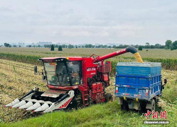 皇冠信用盘注册开通
_“中原粮仓”河南秋收抢“天时” 秋作物收获已近八成