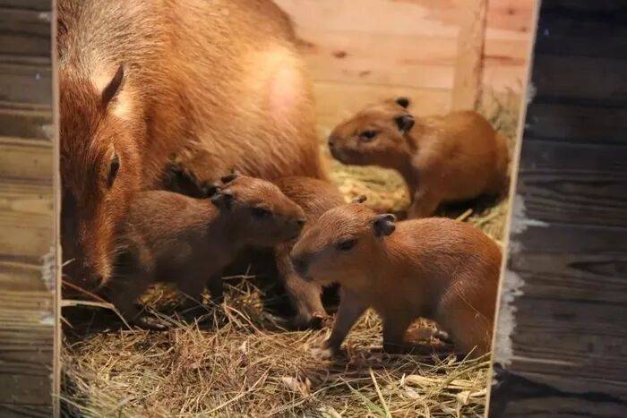 皇冠信用网平台
_出生1小时就能独立行走皇冠信用网平台
,济南动物园“果果”和“豚豚”的4只新生幼崽,周末和市民见面