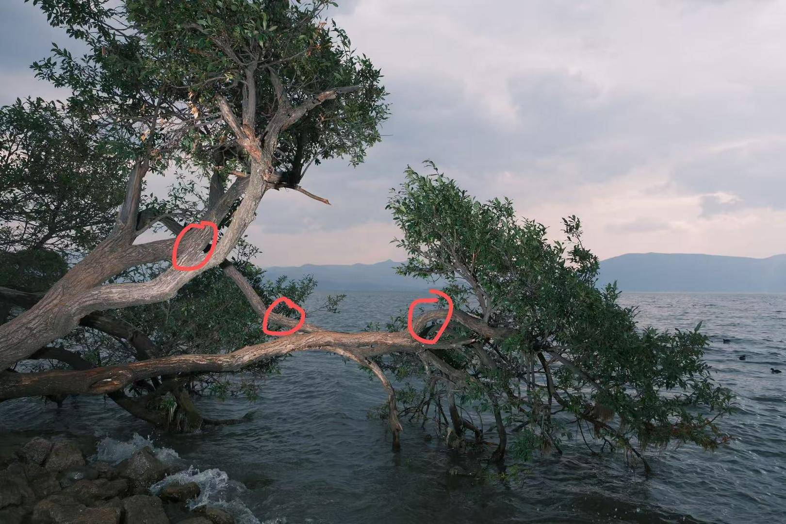 体育皇冠信用网
_大理洱海摄影师反映网红“歪脖子树”多处被锯 洱海管理局工作人员:情况正在核查