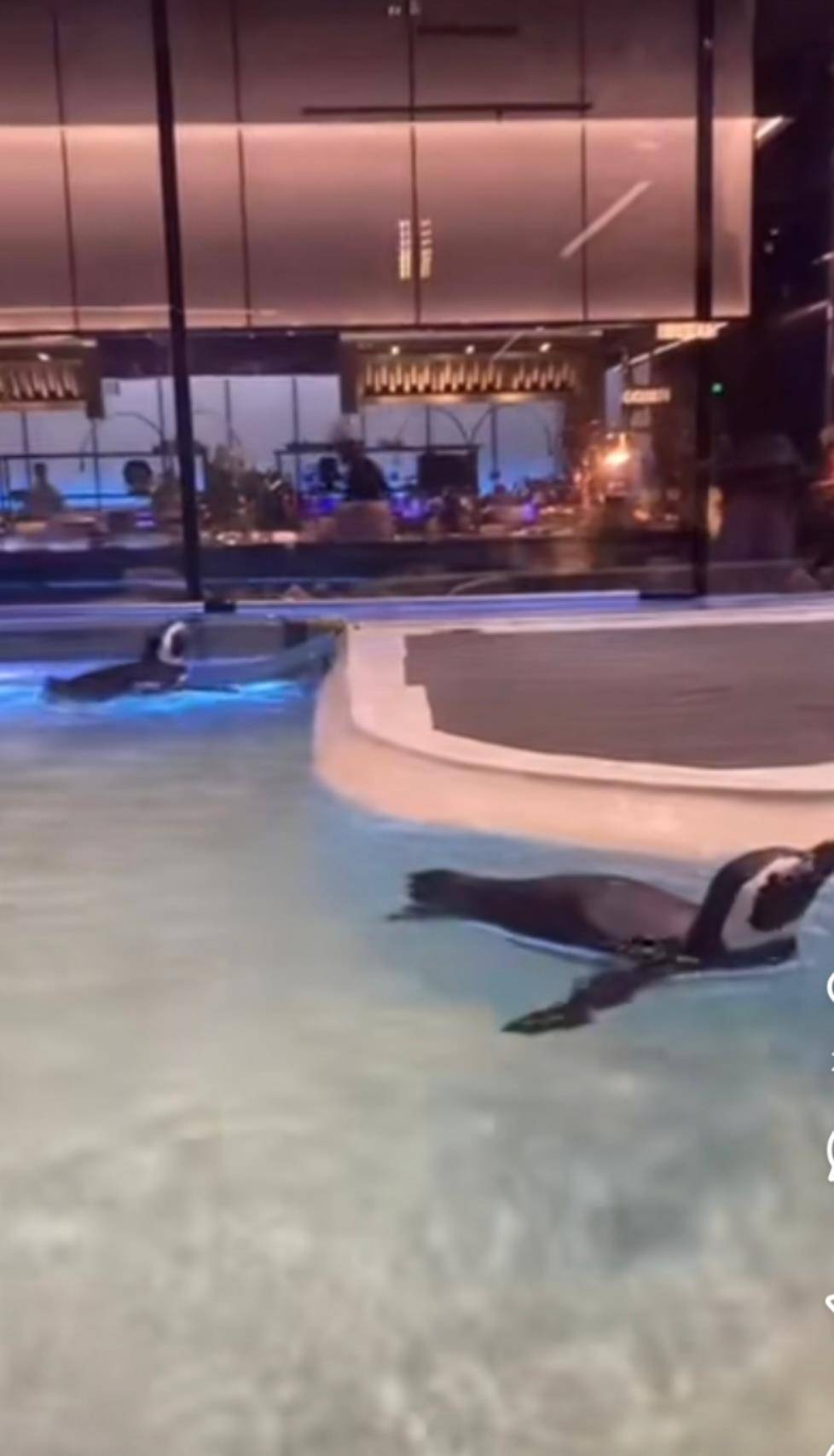 怎么获取世界杯足球盘口
_沈阳一洗浴中心养四只企鹅揽客怎么获取世界杯足球盘口
,驯养繁殖许可证来自洛阳一家已注销的海洋馆,官方回应:许可证不能租借