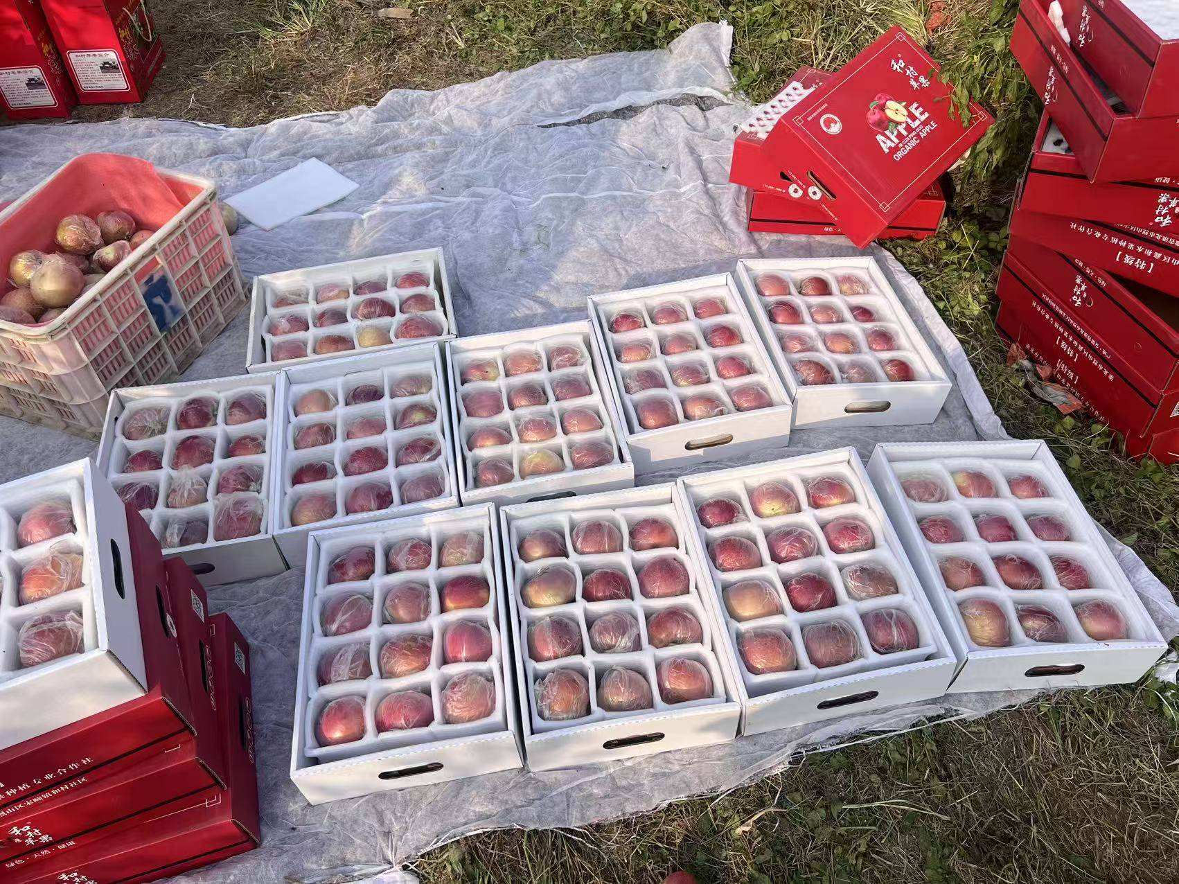 信用网怎么开户
_“淮北为啥不种橘子信用网怎么开户
?”果农:因为我们有更甜的王牌