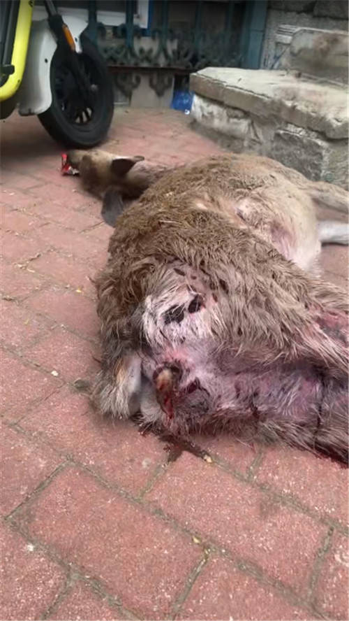 亚特兰大梦想VS西雅图风暴_事发大连动物园北门附近：一只梅花鹿疑遭流浪狗“掏肛”致死