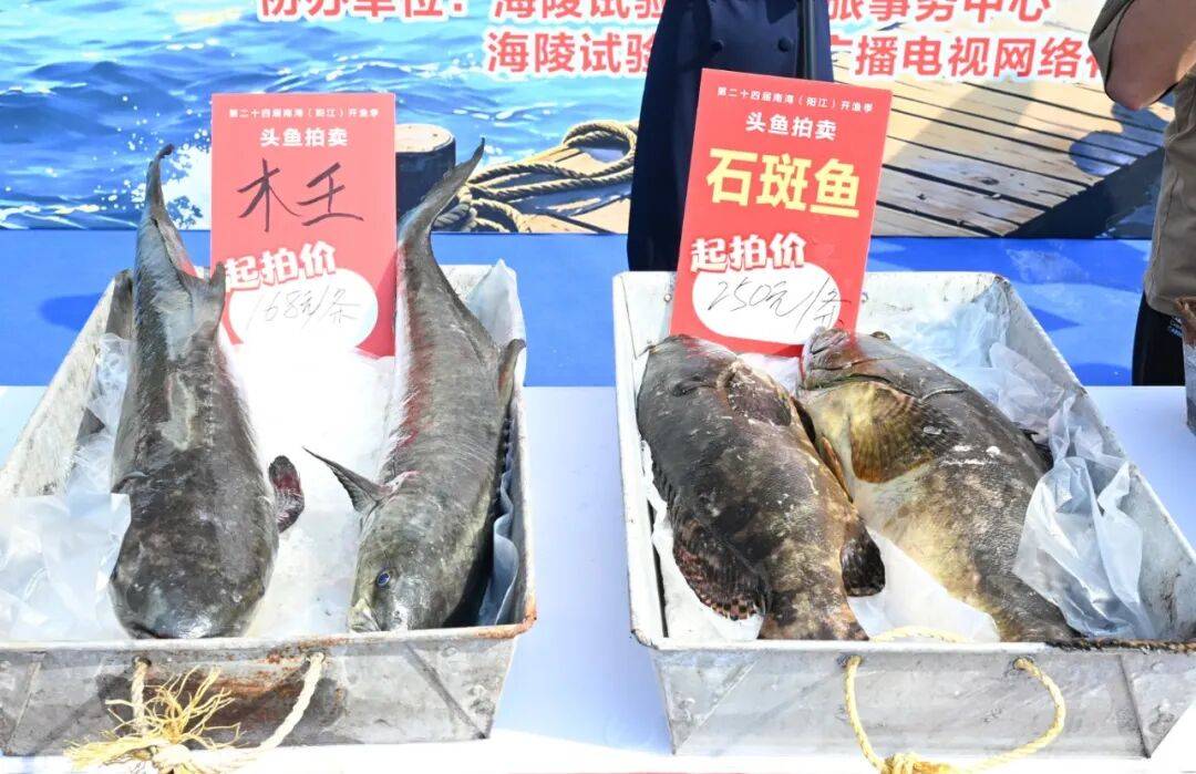 皇冠管理端
_广东男子花3.8万元拍下38斤巨型“鱼王”!南海开渔第一鲜上岸皇冠管理端
,一大批海鲜按筐买